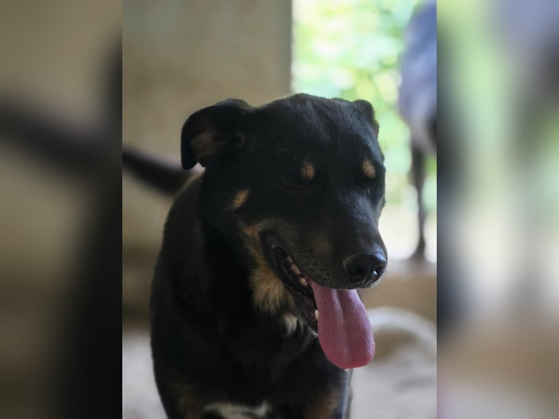 Figaro - freundlich und verspielt