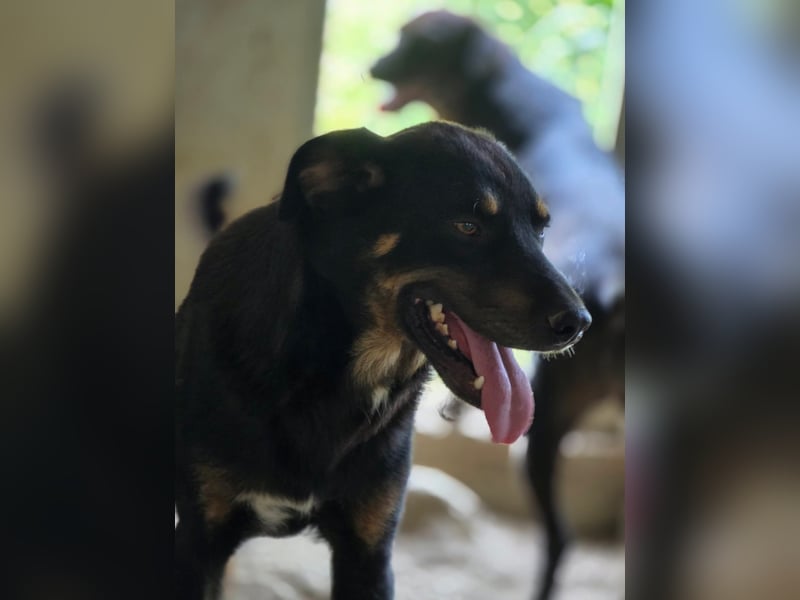 Figaro - freundlich und verspielt