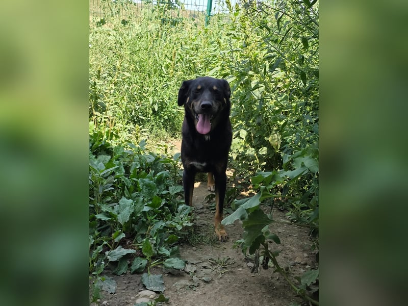 Figaro - freundlich und verspielt