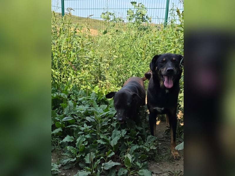 Figaro - freundlich und verspielt