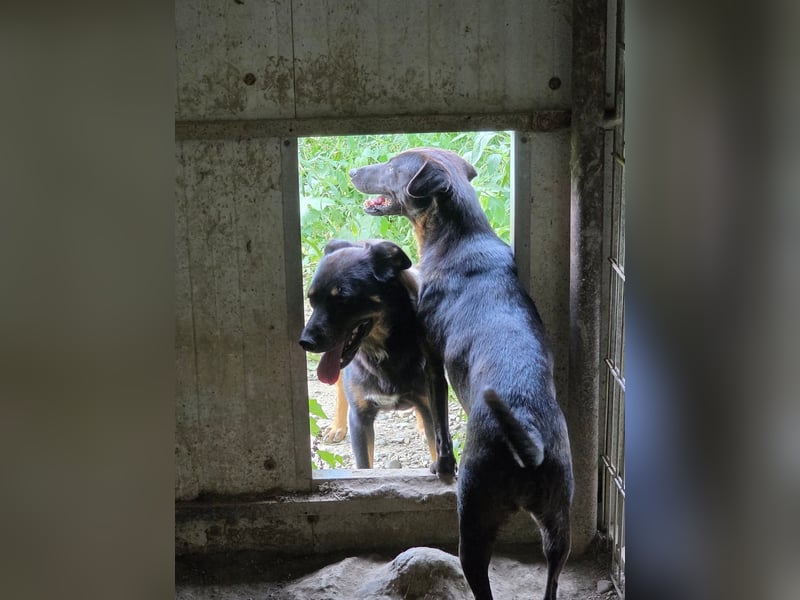 Figaro - freundlich und verspielt