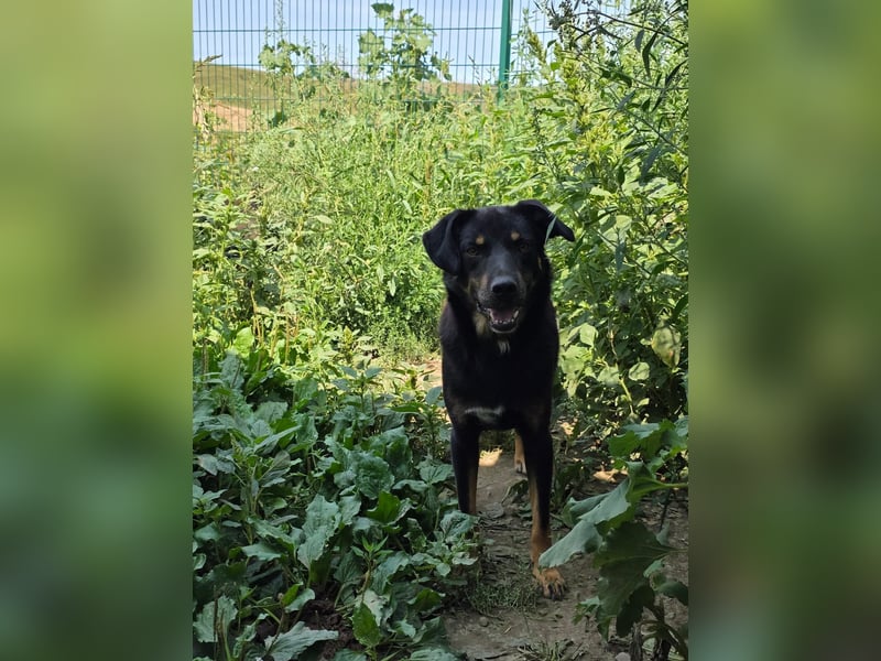 Figaro - freundlich und verspielt