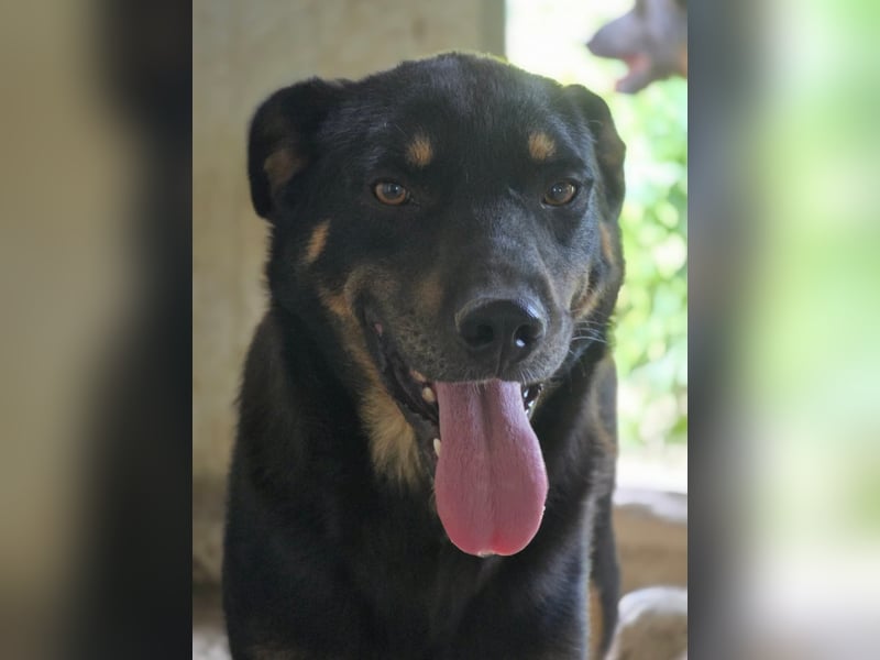 Figaro - freundlich und verspielt