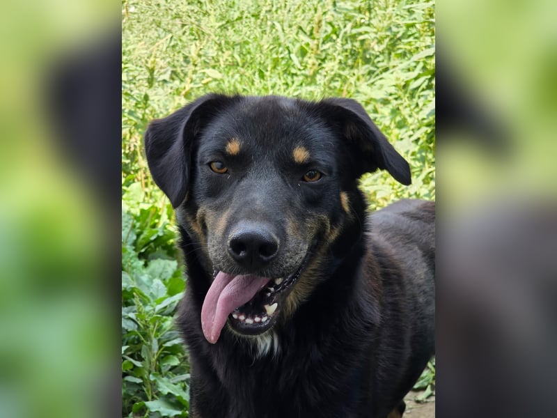 Figaro - freundlich und verspielt