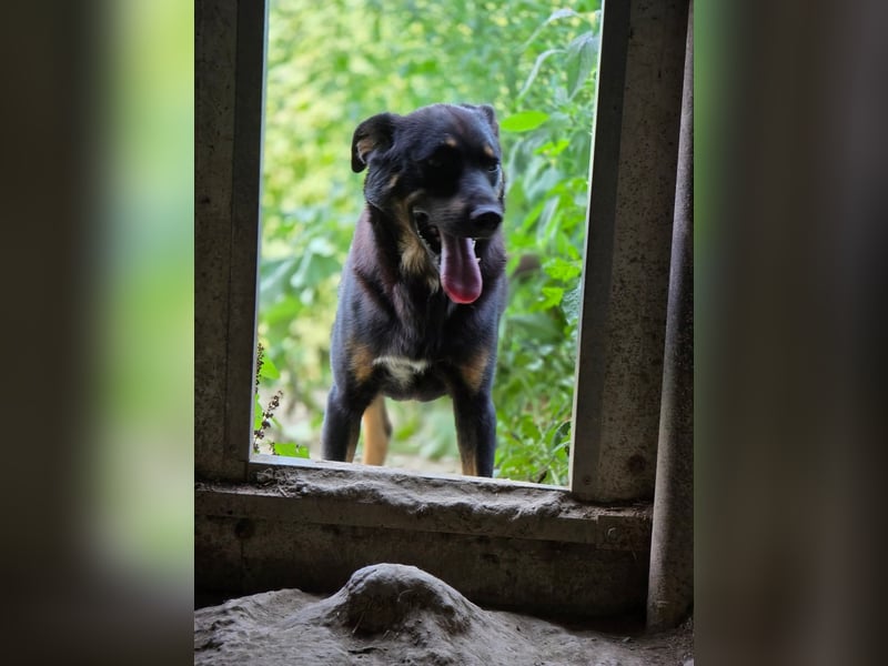 Figaro - freundlich und verspielt