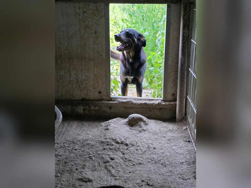 Figaro - freundlich und verspielt