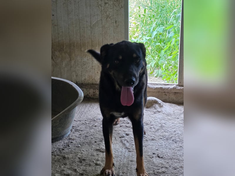 Figaro - freundlich und verspielt