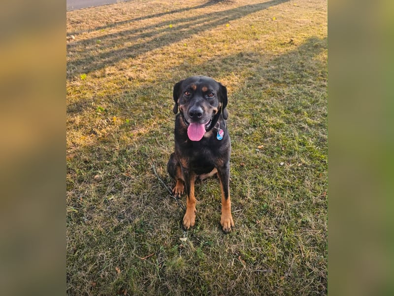 Freundliche Nika sucht eine neue Familie