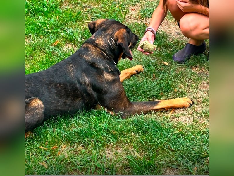 Freundliche Nika sucht eine neue Familie