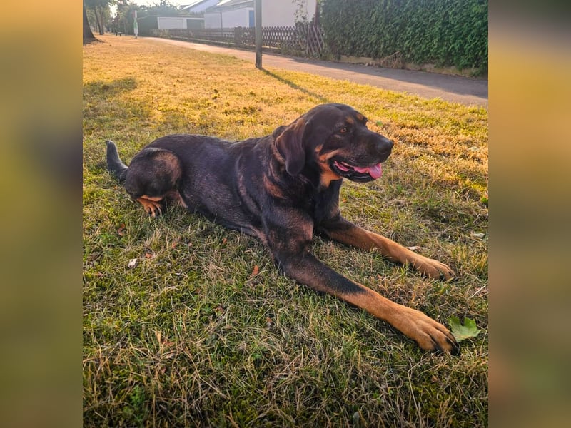 Freundliche Nika sucht eine neue Familie