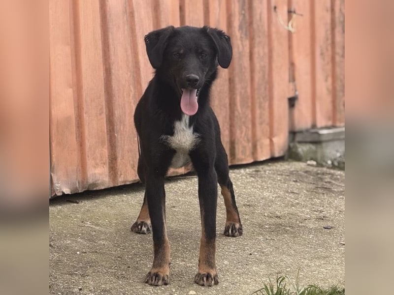 Kira ein Sonnenschein