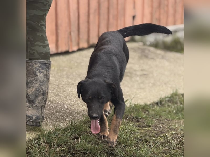 Kira ein Sonnenschein