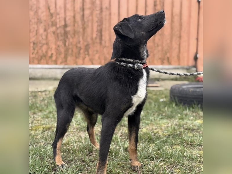 Kira ein Sonnenschein