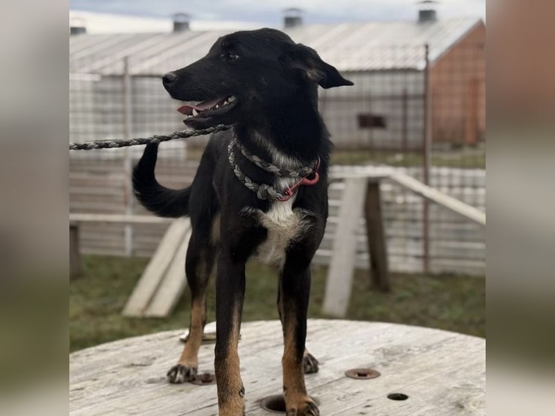 Kira ein Sonnenschein