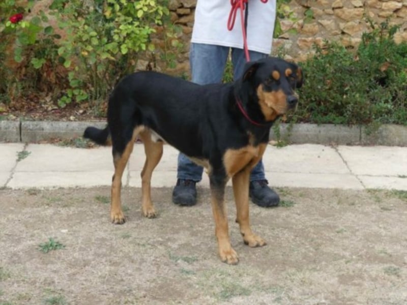 Dringend in Poitiers, Lyson Beaucimix Rude sucht fur immer Zuhause 