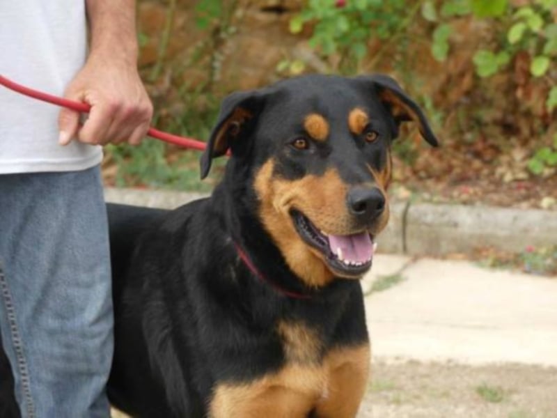 Dringend in Poitiers, Lyson Beaucimix Rude sucht fur immer Zuhause 