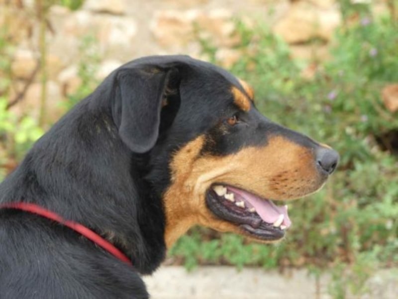 Dringend in Poitiers, Lyson Beaucimix Rude sucht fur immer Zuhause 