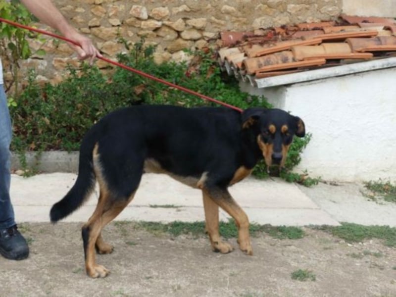 Dringend in Poitiers, Lyson Beaucimix Rude sucht fur immer Zuhause 