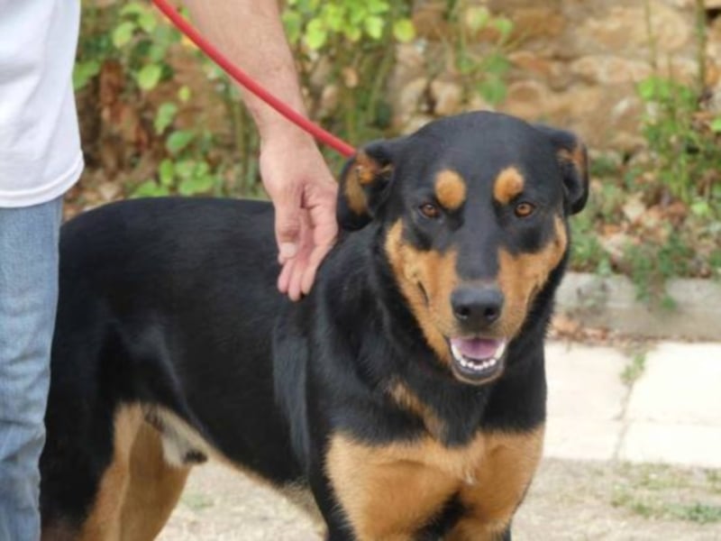 Dringend in Poitiers, Lyson Beaucimix Rude sucht fur immer Zuhause 