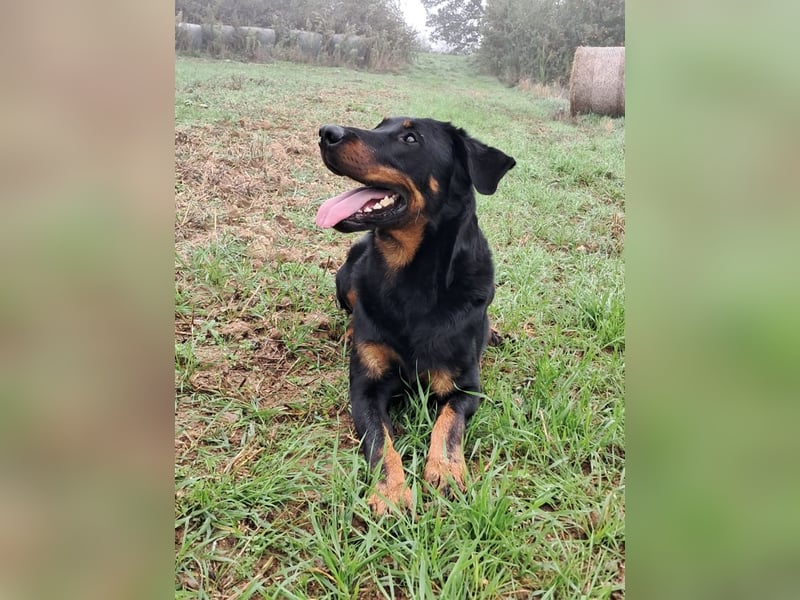 Pracovní štěňata beaucerona