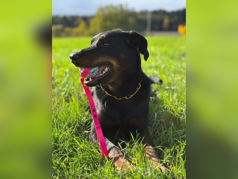 Pracovní štěňata beaucerona