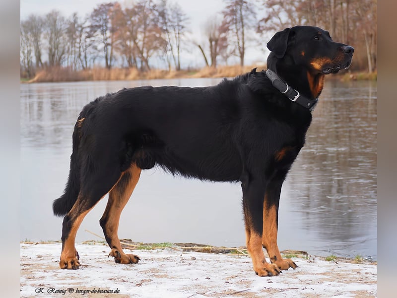 Aktive Familienbegleiter - Beauceron