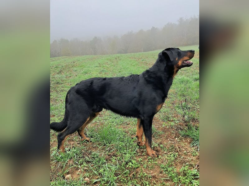 Pracovní štěňata beaucerona