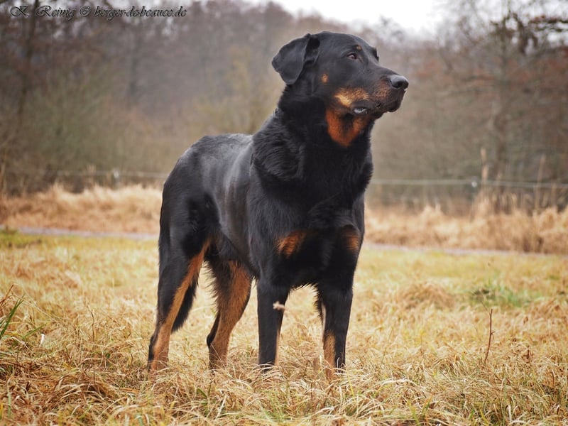 Aktive Familienbegleiter - Beauceron