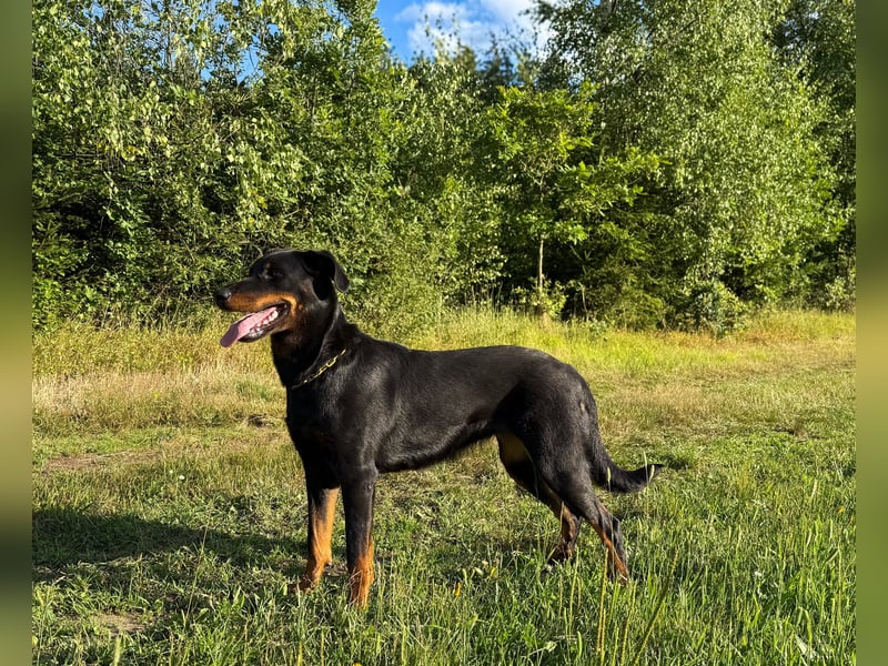 Pracovní štěňata beaucerona