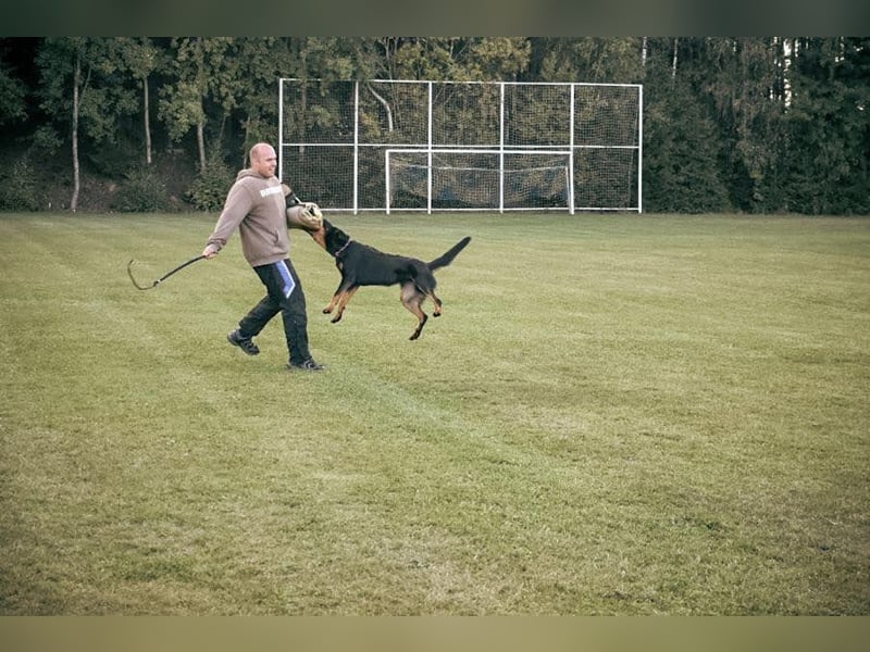 Aktive Familienbegleiter - Beauceron