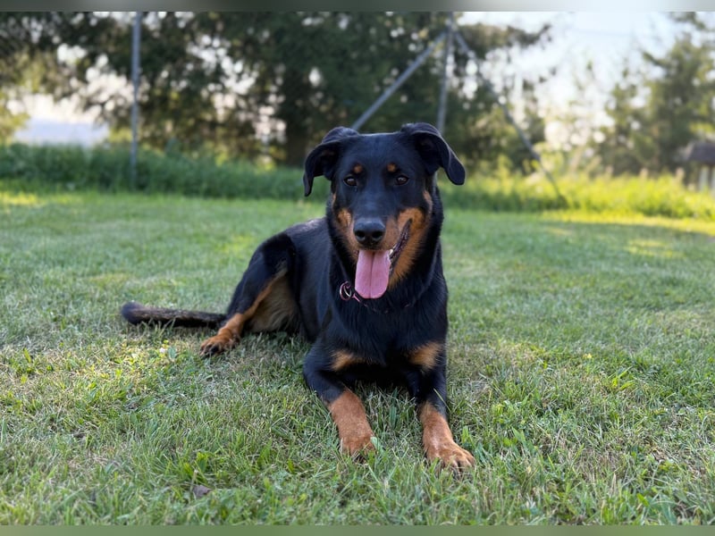 Aktive Familienbegleiter - Beauceron