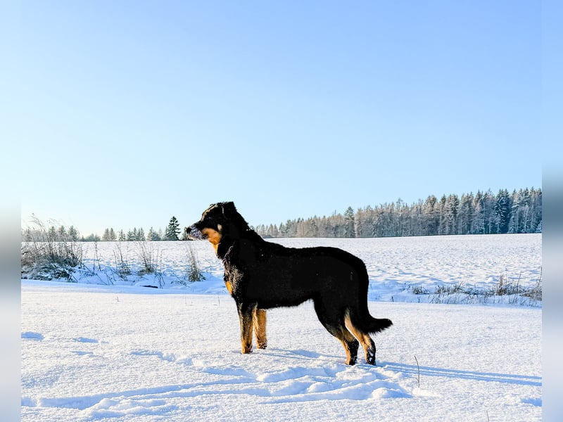 Aktive Familienbegleiter - Beauceron