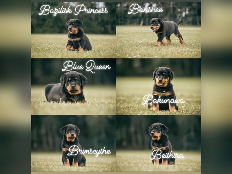Aktive Familienbegleiter - Beauceron