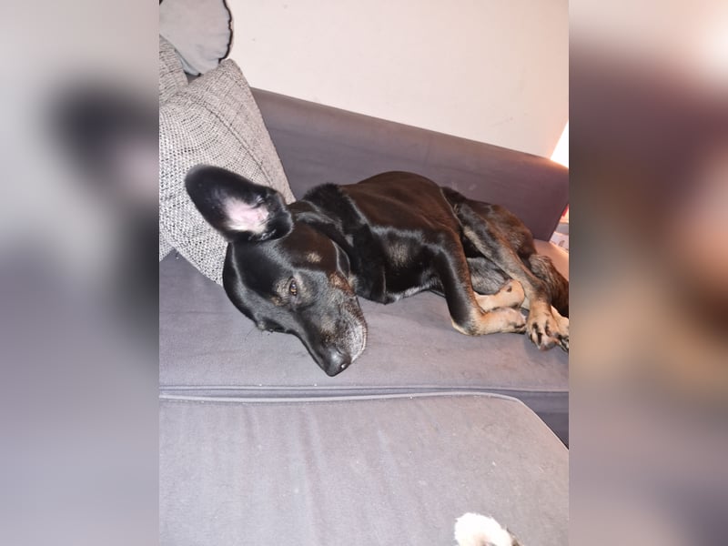 Schäferhund Labrador Mischling