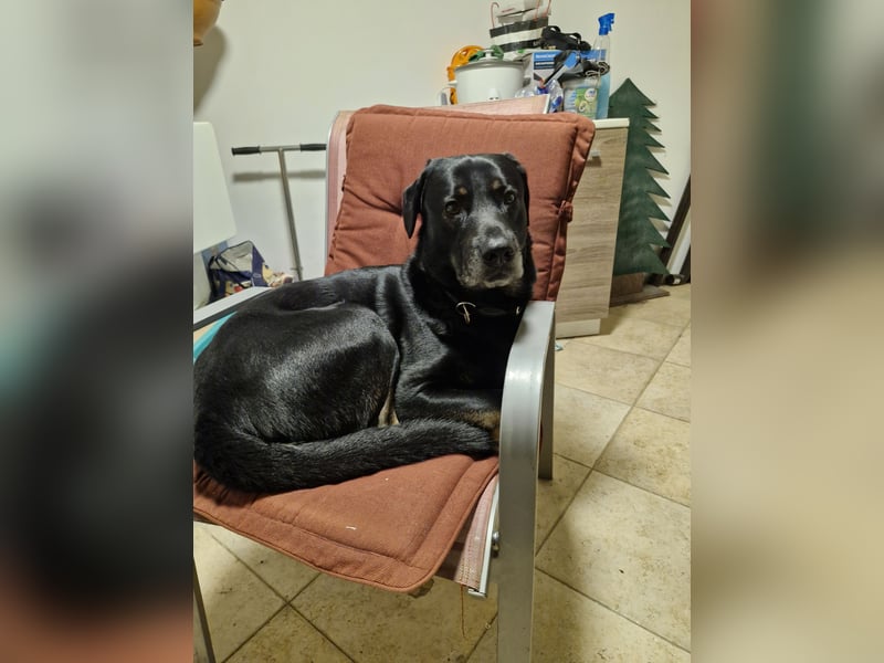 Schäferhund Labrador Mischling