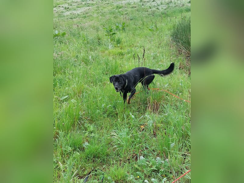 Schäferhund Labrador Mischling