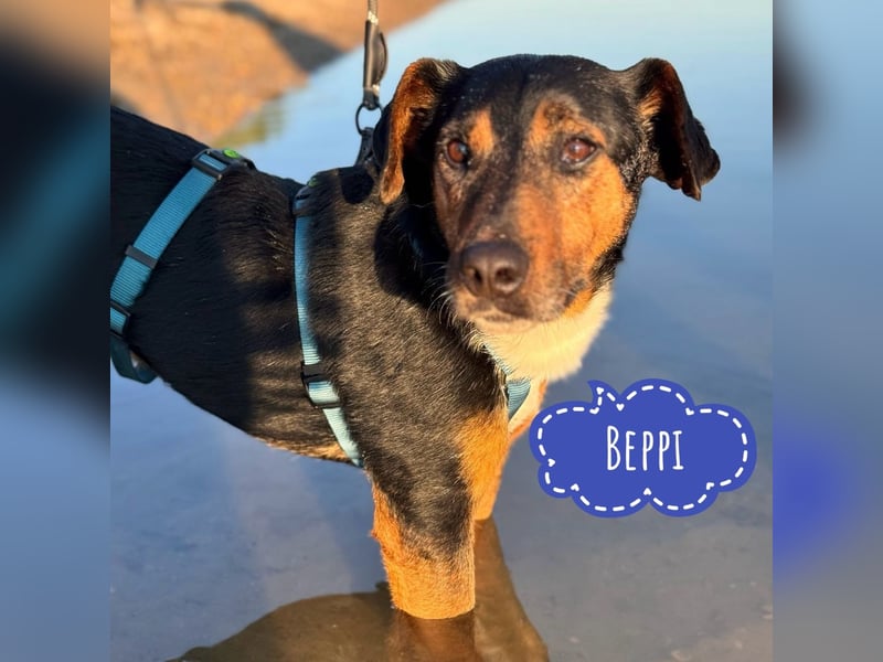 Beppi der wundervollste Schatz