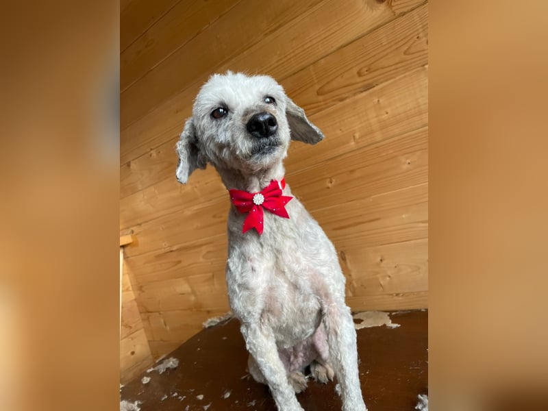 Intelligente LEXI (Bedlington-Terrier-Mix)  sucht eine Familie!