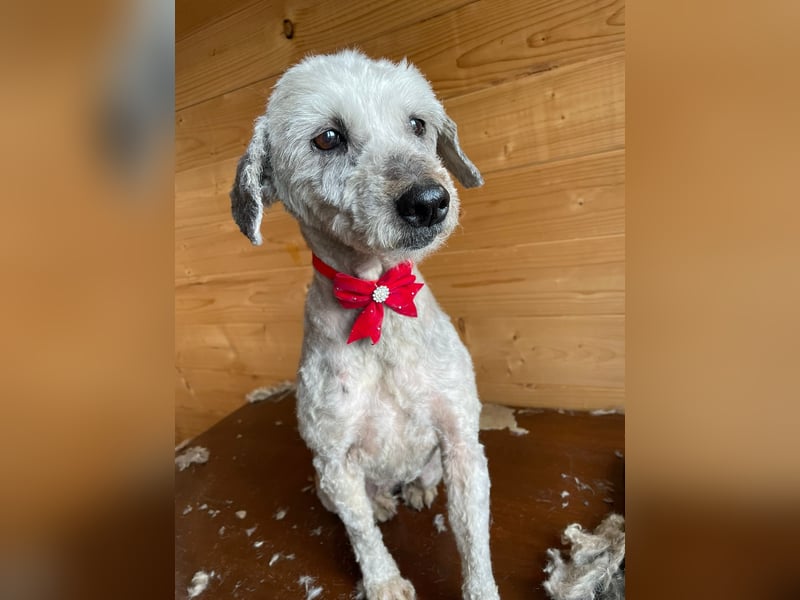 Intelligente LEXI (Bedlington-Terrier-Mix)  sucht eine Familie!