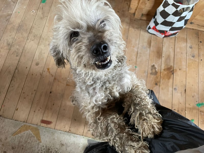 Intelligente LEXI (Bedlington-Terrier-Mix)  sucht eine Familie!