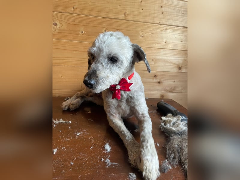 Intelligente LEXI (Bedlington-Terrier-Mix)  sucht eine Familie!