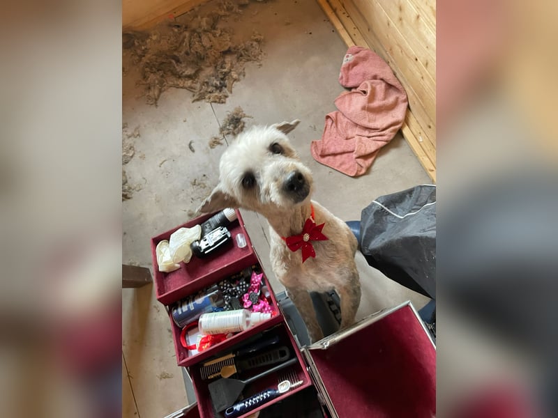 Intelligente LEXI (Bedlington-Terrier-Mix)  sucht eine Familie!