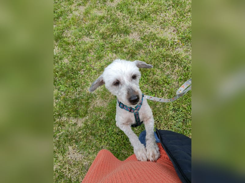 Intelligente LEXI (Bedlington-Terrier-Mix)  sucht eine Familie!
