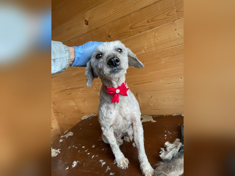 Intelligente LEXI (Bedlington-Terrier-Mix)  sucht eine Familie!