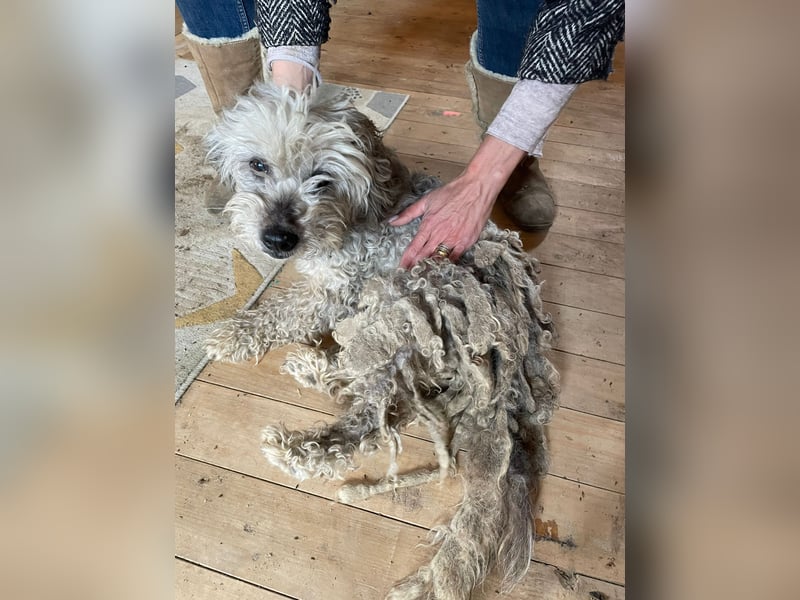 Intelligente LEXI (Bedlington-Terrier-Mix)  sucht eine Familie!