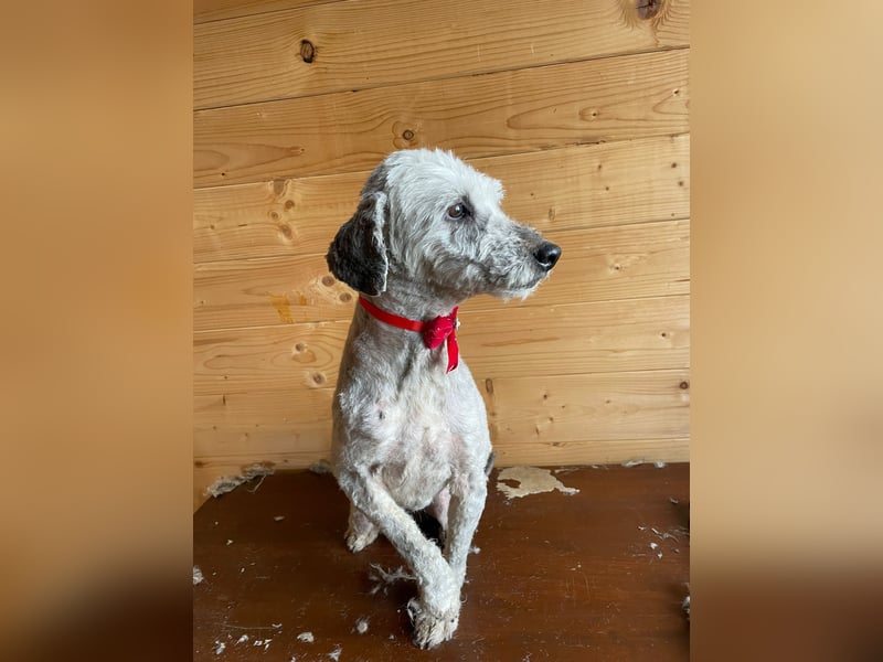 Intelligente LEXI (Bedlington-Terrier-Mix)  sucht eine Familie!