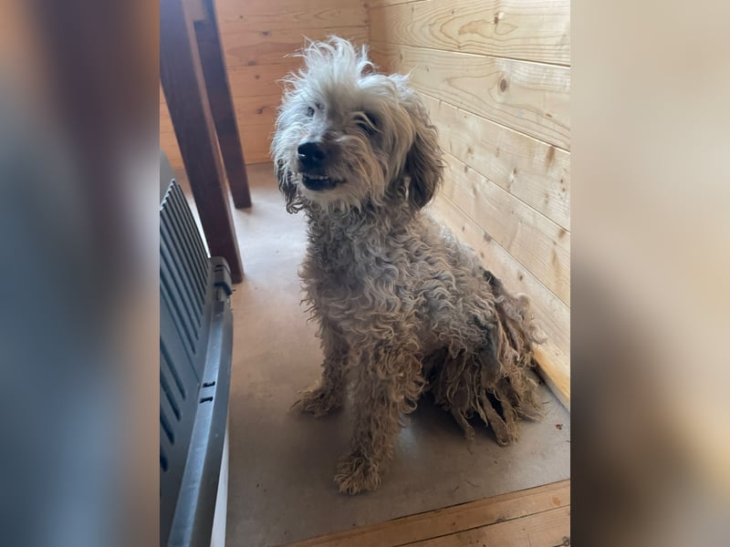 Intelligente LEXI (Bedlington-Terrier-Mix)  sucht eine Familie!