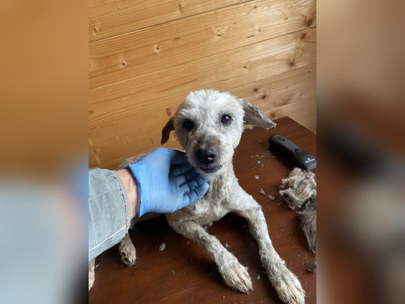 Intelligente LEXI (Bedlington-Terrier-Mix)  sucht eine Familie!