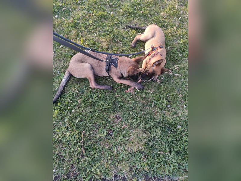 1 wunderschöne Malinois Welpen ( Hündin)