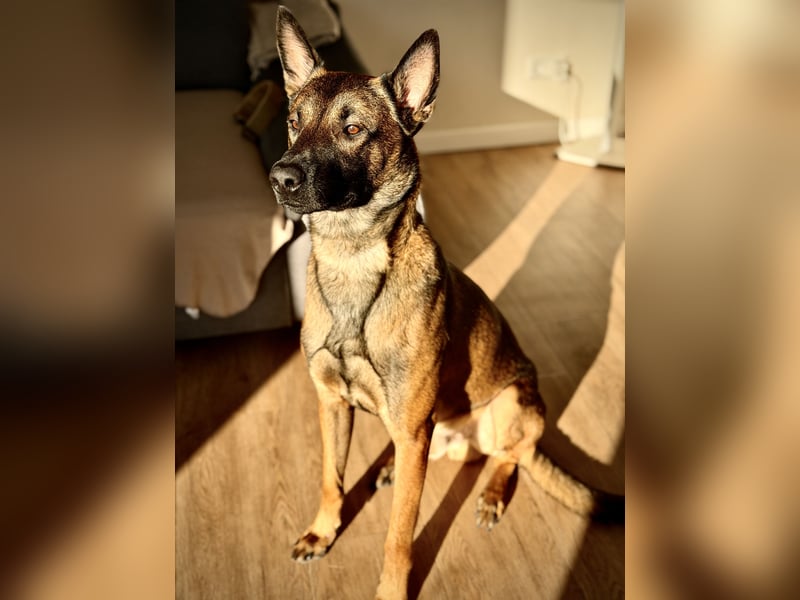 Belgischer Schäferhund Rüde (Malinois)